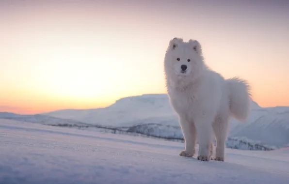 Winter, the sky, the sun, light, snow, mountains, nature, dawn