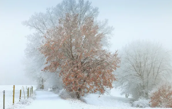 Picture winter, snow, fog, tree