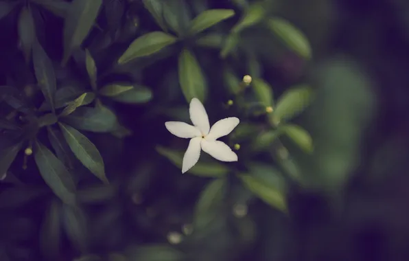 Flowers, petals, white
