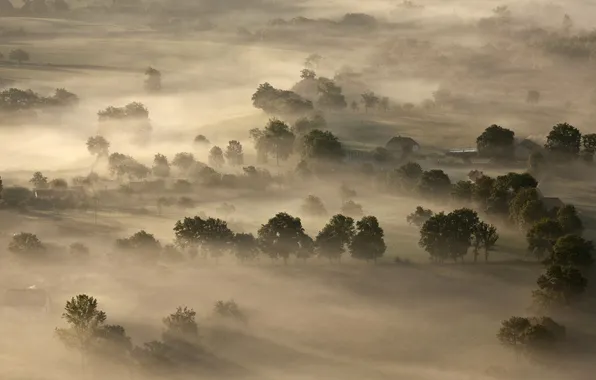 Trees, fog, France, The massif Central