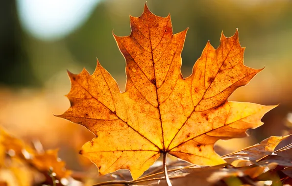 Picture autumn, sheet, blur, maple