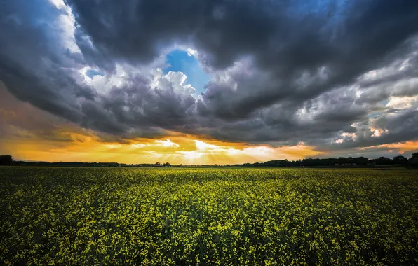The storm, field, summer, nature