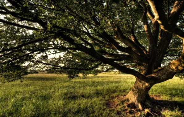 Field, summer, grass, trees, nature, shadow, branched