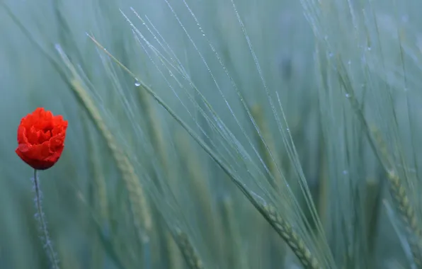 Wheat, field, nature, Mac
