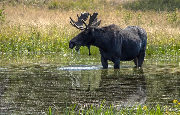 Grass, Breakfast, puddle, moose