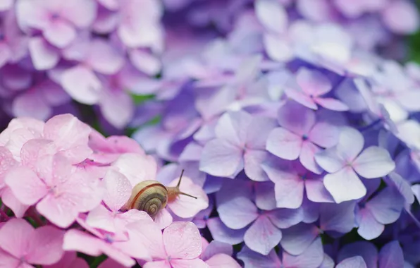 Picture macro, flowers, snail