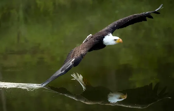 Water, reflection, bird, wings, predator, flight, hawk, Bald eagle