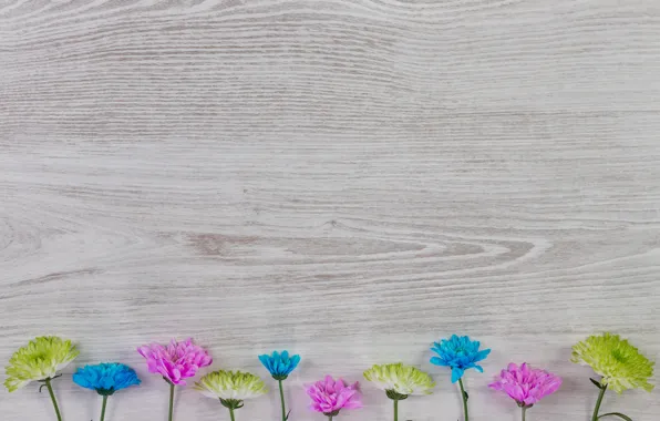 Picture flowers, colorful, white, chrysanthemum, wood, blue, pink, flowers