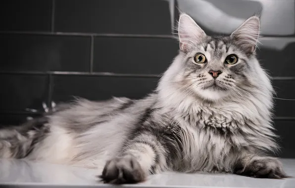 Cat, cat, look, pose, grey, tile, legs, fluffy