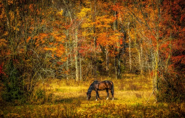 Picture autumn, forest, horse, horse