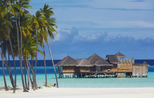 Picture palm trees, beach, the ocean, resort, exotic, white sand