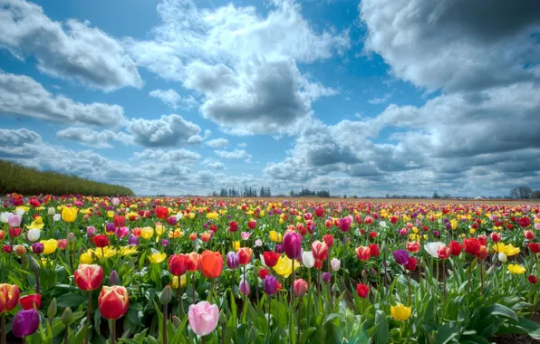 Field, the sky, nature, tulips