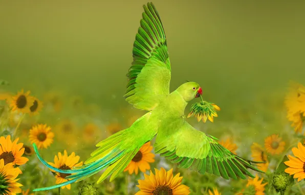 Picture sunflowers, flowers, nature, bird, parrot