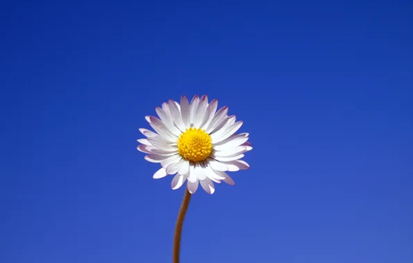 Flower, background, minimalism, Daisy