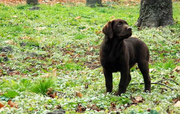 Autumn, forest, grass, leaves, puppy, Labrador, brown, lawn