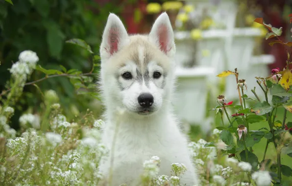 Picture flowers, dog, puppy