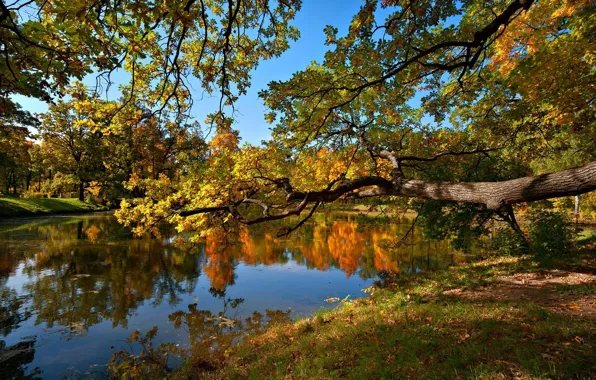 Nature, landscapes, tree