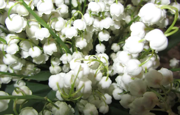 Spring, lilies of the valley, blooming