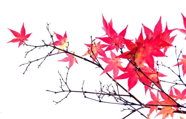 Autumn, leaves, branches, maple, the crimson