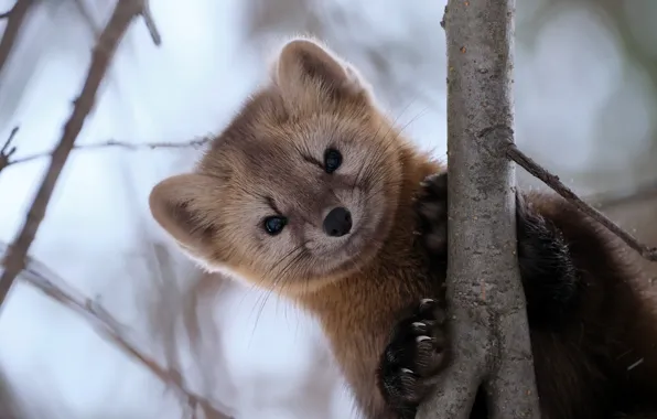 Look, trees, face, sable, Alexey Bagursky