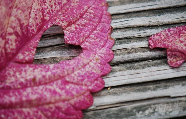 Picture leaves, macro, photo, Board, hearts