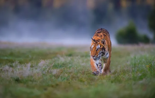 Field, grass, look, nature, tiger, pose, fog, background