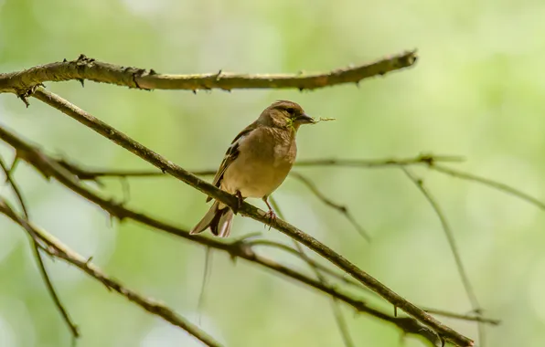Forest, nature, background, bird, sitting, Chaffinch