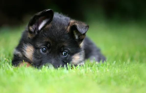 Puppy, pet, German Shepherd