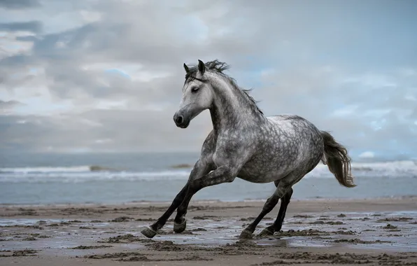 Sand, sea, beach, the sky, clouds, nature, grey, horse