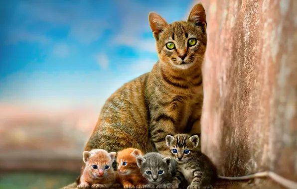 Cat, the sky, children, kitty, wall, kittens, kitty, kids