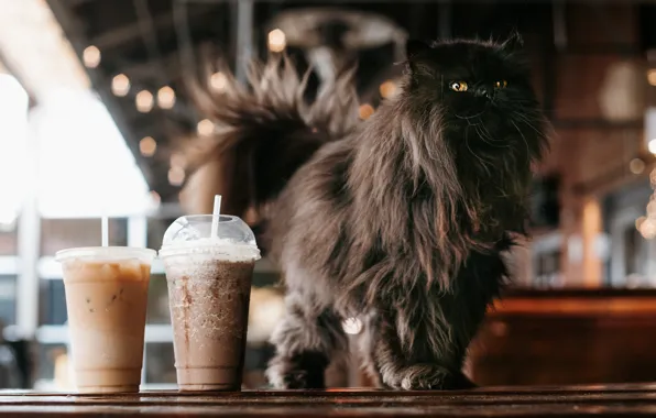 Cat, cat, black, coffee, cocktail, glasses, drink, yellow eyes