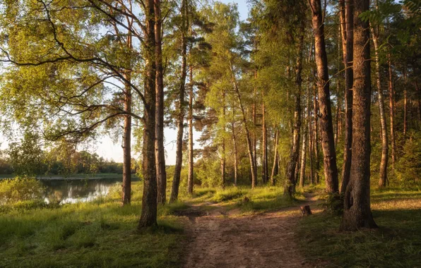 Forest, track, pine, path, pond, Bor, pine