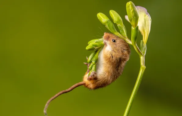 Flower, pose, mouse, mouse, buds, green background, ponytail, the mouse is tiny