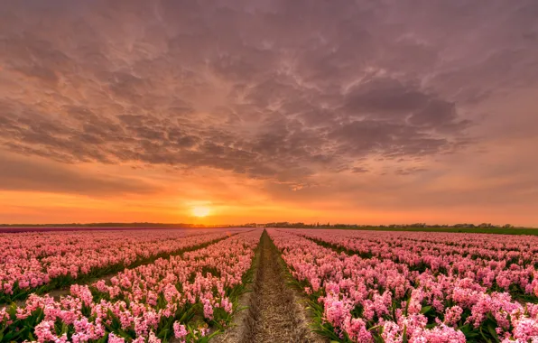 Picture the sky, clouds, sunset, flowers, field, the evening, horizon, Netherlands