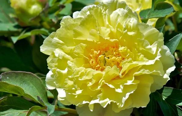Flower, yellow, peony