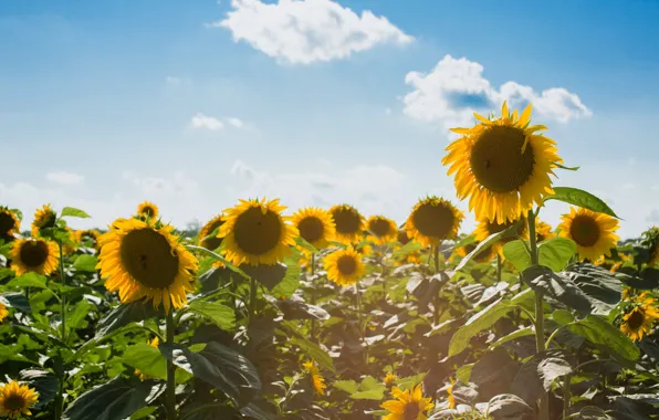Field, summer, clouds, light, sunflowers, flowers, yellow, nature