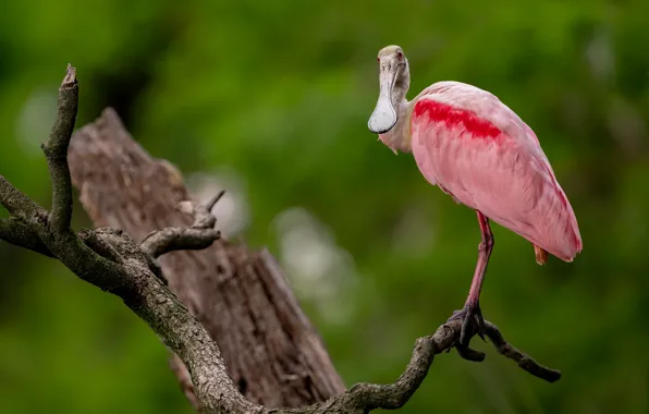 Bird, snag, green background, roseate spoonbill