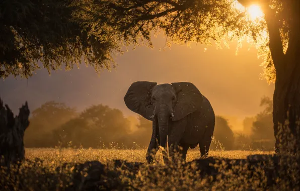 Picture the sun, light, trees, tree, elephant