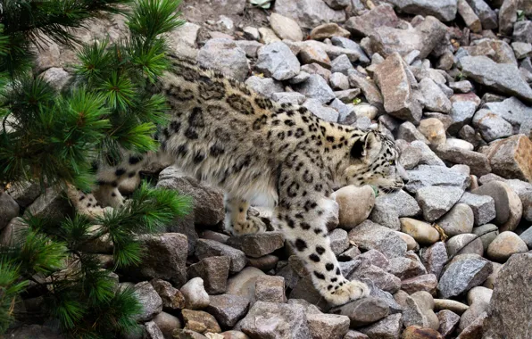 Cat, stones, IRBIS, snow leopard, pine