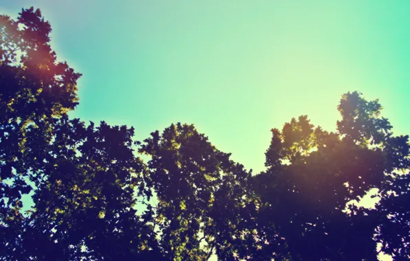Sky, trees, sunlight