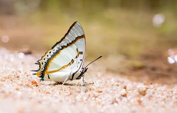 Sand, macro, wings, Butterfly, beautiful, closeup, blurred background