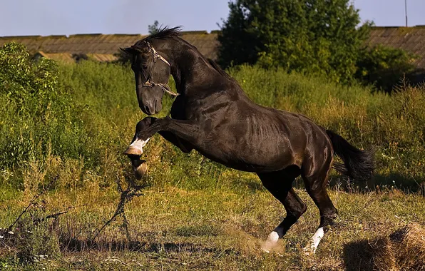 Picture NATURE, GRASS, HORSE, TAIL, MANE, BLACK, BUCK, GREEN