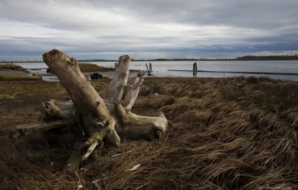 Autumn, beach, grass, clouds, lake, snag