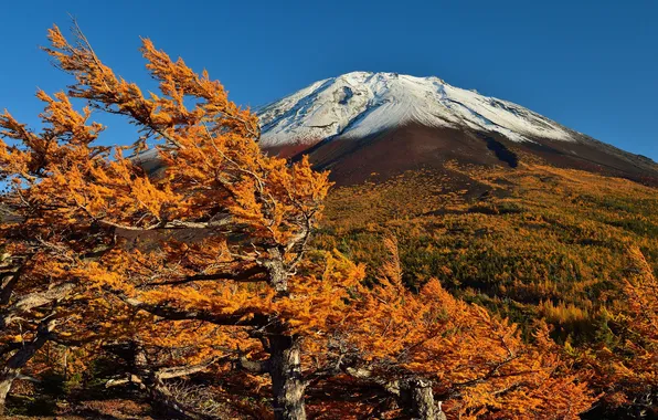 Picture autumn, the sky, grass, snow, trees, mountain