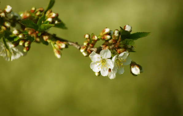 Picture leaves, macro, flowers, cherry, branch, spring, white, flowering