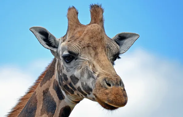 The sky, eyes, head, giraffe, ears, neck