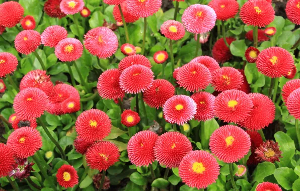 Flower, spring, blooming
