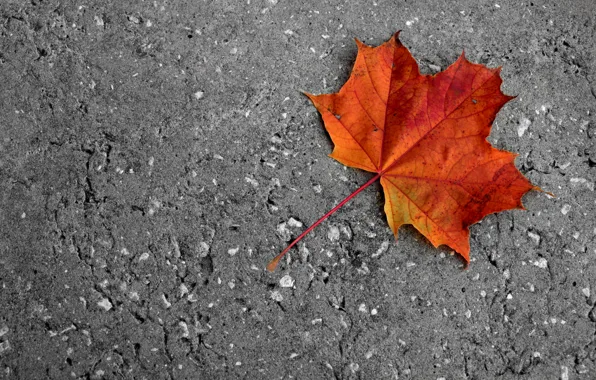 Cold, road, autumn, asphalt, sunset, orange, yellow, sheet