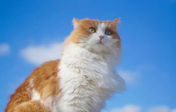 Cat, the sky, look, portrait, fluffy