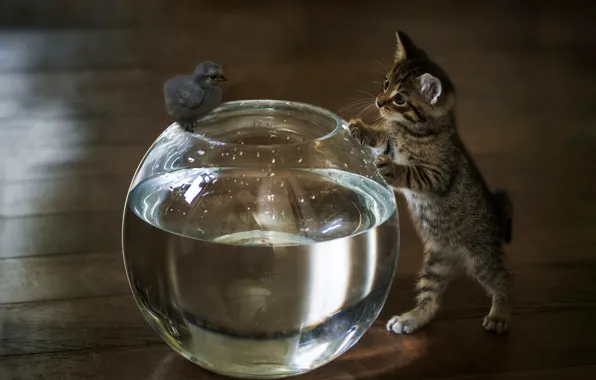 Water, aquarium, kitty, chicken, familiarity